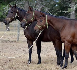 Sandhaven ASH stud, Sierra (granddam 22 yr old), Mischief (dam) and Sandhaven Late to the Party. Image: Kellee Campbell/The Thinking Horse Breeder
