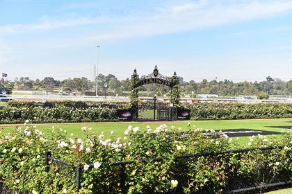 The roses around the mounting yard are just beginning to bloom; the plan is to have them peak in time for the Spring Racing Carnival. © Getty Images