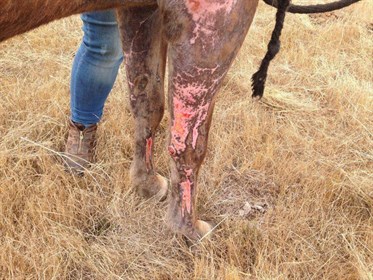 The same horse a couple of months later © Maxine Brain