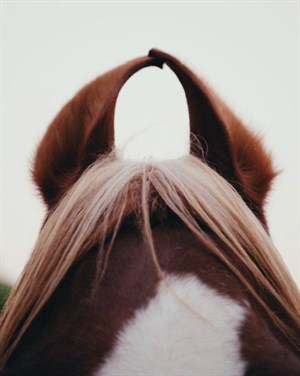 The unique curved ears with touching tips of the Marwari breed