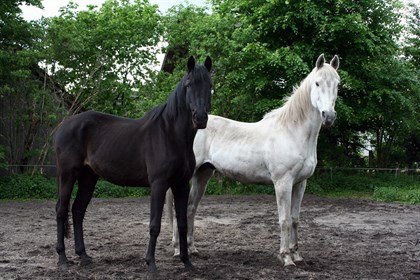 The white horse is always associated with the lighter aspects of life Whereas the black horse symbolises the darker things