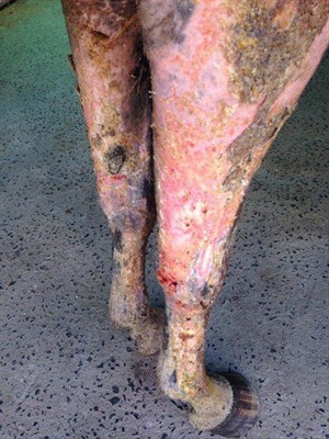 This horse has extensive second and third degree burns © Maxine Brain