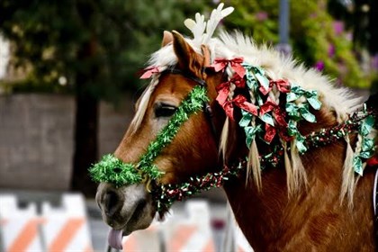 Tinsel pony © Pezels - no credit required