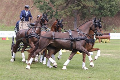 Tor Van Den Berge also competed at the Championship event, making his FEI World Championships Four-In-Hand debut. © Krisztina Horvath - Hoefnet