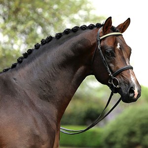 Versace is a premium licensed and reserve champion Oldenburger © Bloomfield Warmbloods