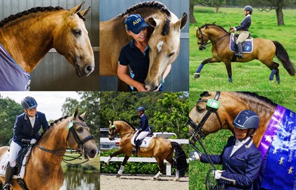 Victoria Davies-Koch's stallion, Celere. Supplied by Tora V.