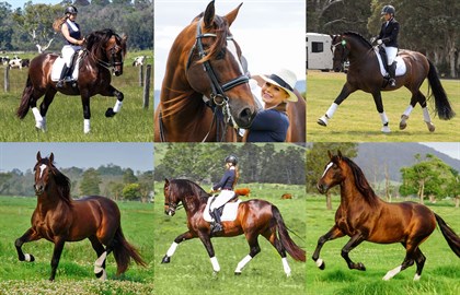 Victoria Davies-Koch's stallion, Joyero JF III. Supplied by Tora V.