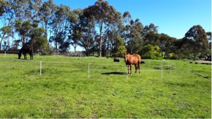 Vro and Tom, when first put into their new round yard. © Myra King