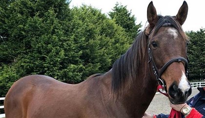 War Celeste © Racing post
