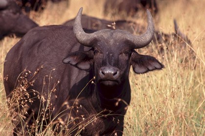 Water Buffalo have been called in to replace cattle for the 2020 Classic