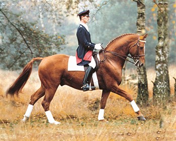 Weltmeyer was a pre-potent sire of hundreds of sons and daughters of the most amazing quality who went on to establish a veritable dynasty © IHB