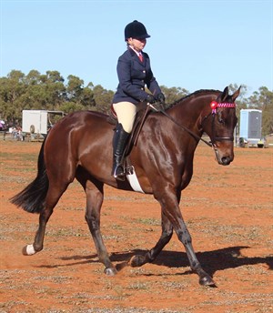 While Sweeney has worked with many thoroughbreds both on and Off The Track, there’s one special gelding that stands out from the rest, Amber Cavalier
