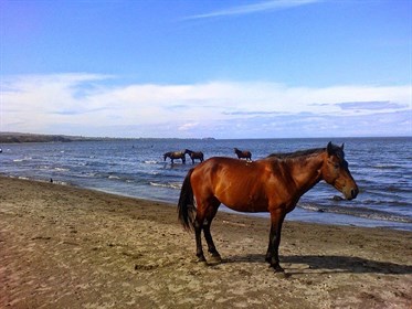 Wild horses enjoying the ocean