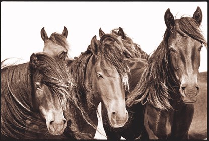 Wild horses on Sable Island © 2014 Roberto Dutesco. All rights reserved