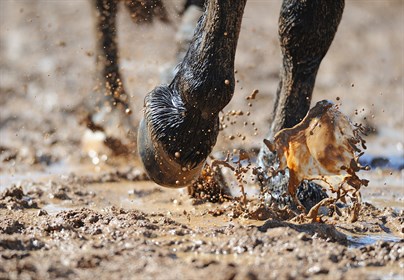Winter is the season for hoof abscesses!