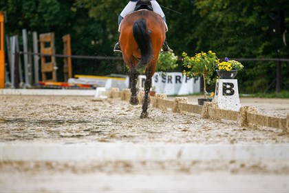Wonderful dressage horses need a willingness to work and a trainable attitude © FEI