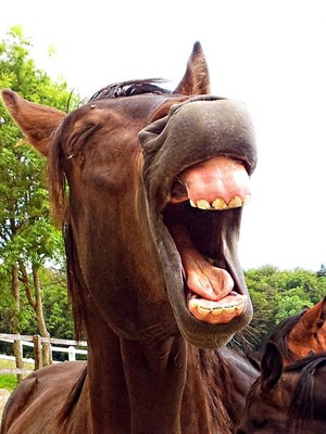 Yawning horse