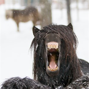 Yawning horse