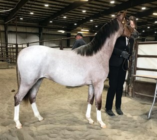 Youngstock Futurity Supreme Ch under Caldwell: Alvesta Owain, 2018 Section B colt