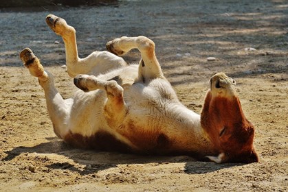 donkey-1342349_960_720