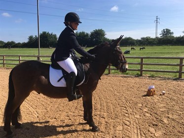 dressage mule © Wallace The Great - Dressage Mule Facebook page