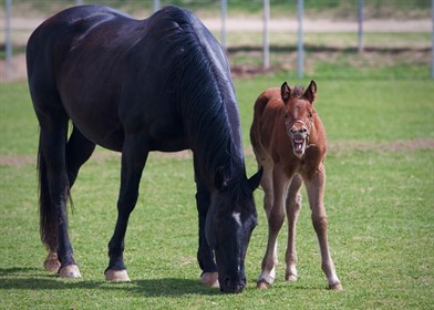 foal-422114_960_720
