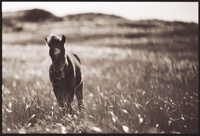 foal on Sable Island © 2014 Roberto Dutesco. All rights reserved