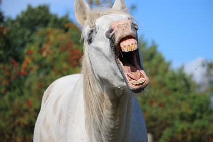 Yawning horse