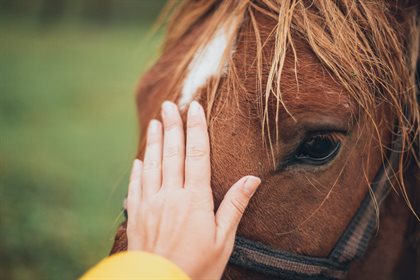 horse head patting free from pexel
