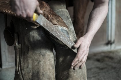 horse shoeing pixabay
