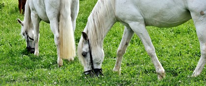 horses in grazing muzzles © alexas fotos pixabay