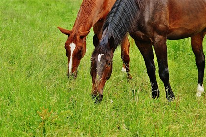 It is useful to know the MJ/kg your pasture is running at as the seasons change. (Photo Pixabay)
