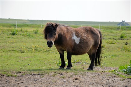 pony-1434606667Gq7