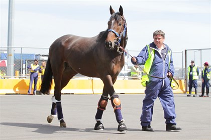 English raider Red Cadeaux © IRT/racing Victoria