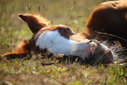sleeping foal © rihaij pixabay