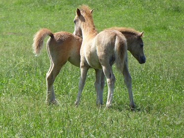 welsh-ponies-1555836_1280