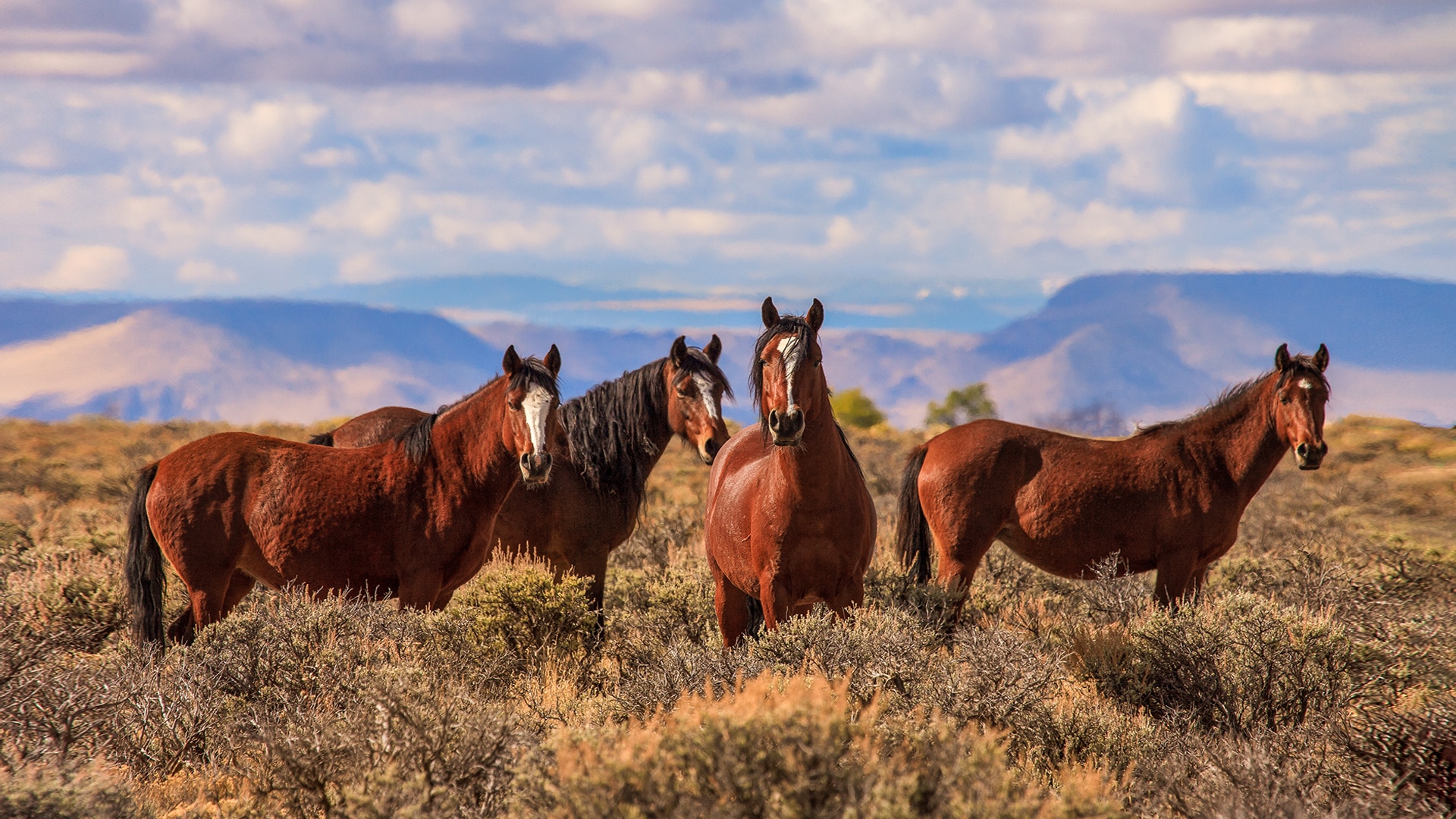 ‘THE MUSTANGS’ PORTRAYS THE WILD HORSE DILEMMA